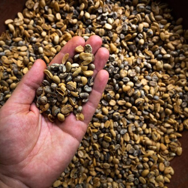 hand-with-coffe-beans-showing-most-expensive-luwak-coffee_262388-3107-(1)